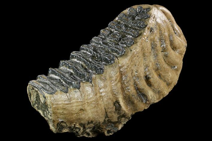 Fossil Palaeoloxodon (Mammoth Relative) Molar - Hungary #123610
